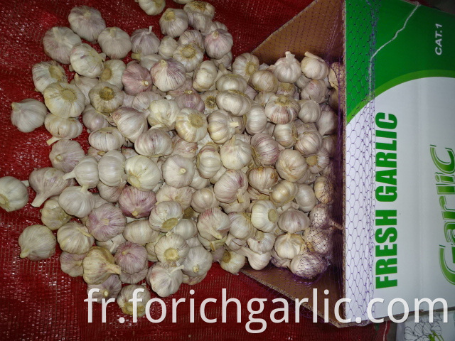 Fresh High Quality Garlic 2019